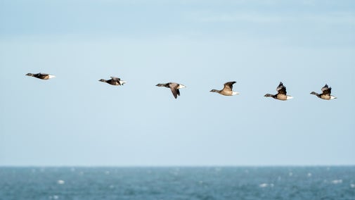 Line of brent geese in flight at Blakeney National Nature Reserve.